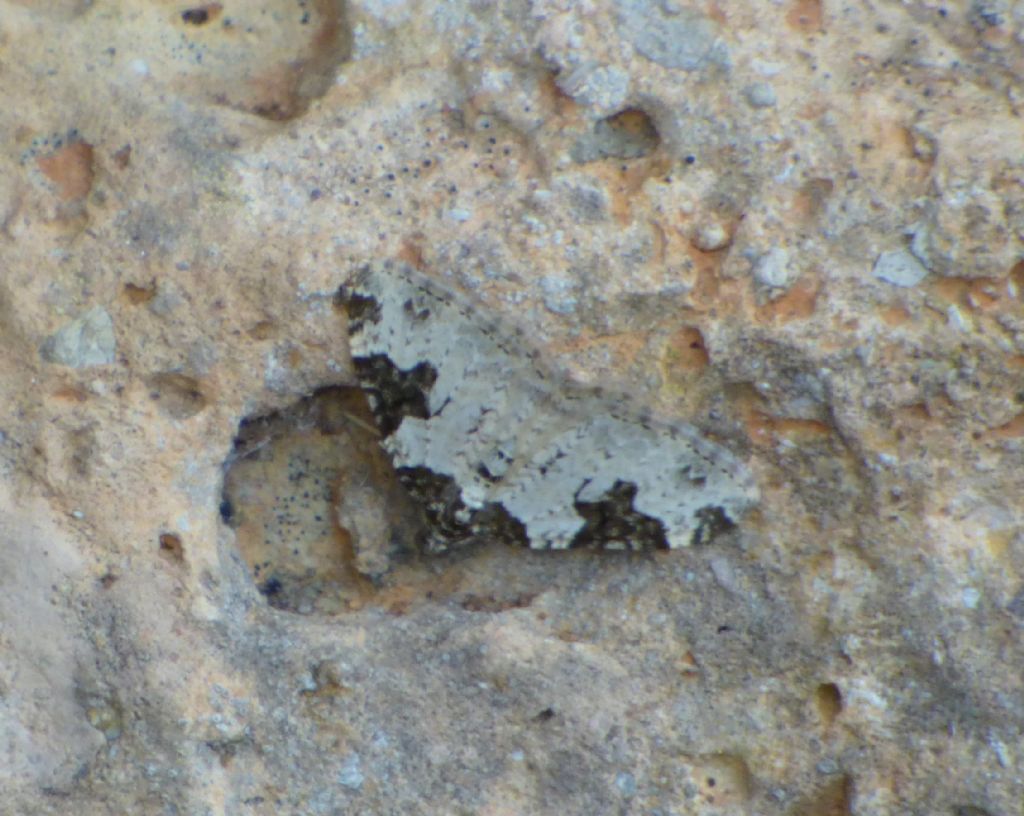 Farfalla da indentificare - Xanthorhoe fluctuata, Geometridae